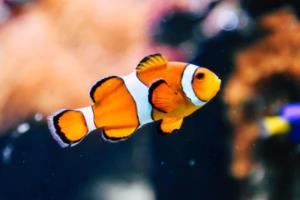 万州区篮球联赛名单查询指南万州区篮球联赛名单查询